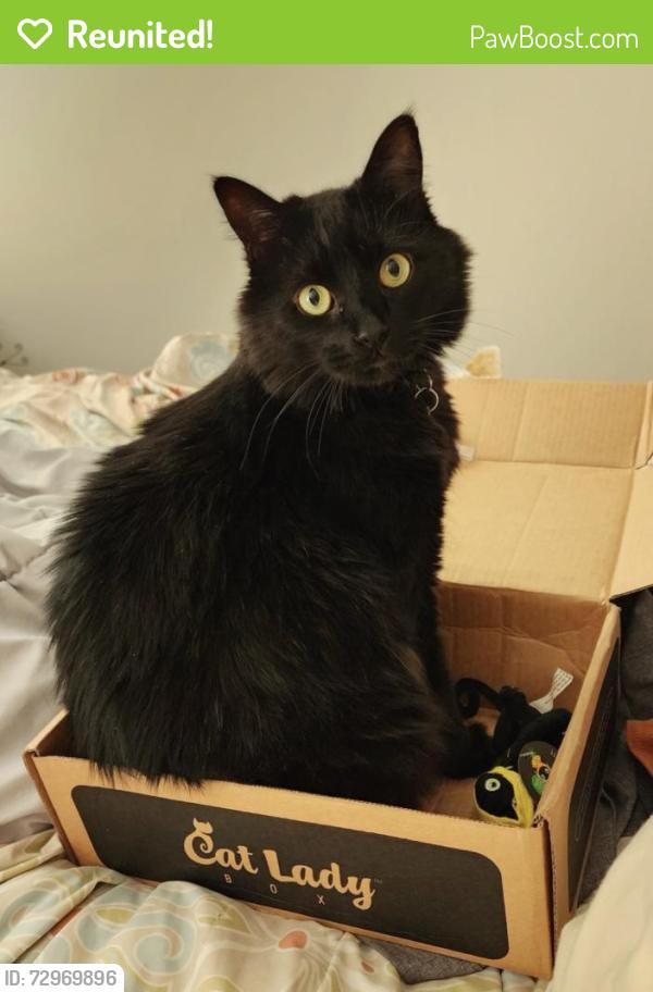 Reunited Male Cat last seen Bromwich , Fayetteville, NC 28306