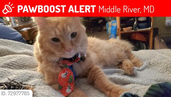 Lost Male Cat last seen Kingston rd Gershbecks, Middle River, MD 21220