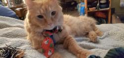 Lost Male Cat last seen Kingston rd Gershbecks, Middle River, MD 21220
