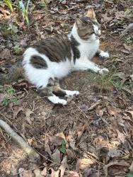Reunited Female Cat last seen Sylvaner Lane and Wine Ridge, Birmingham, AL 35244
