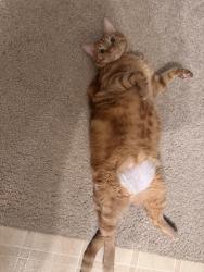 Lost Male Cat last seen Manitowoc Road, Bellevue, WI 54311