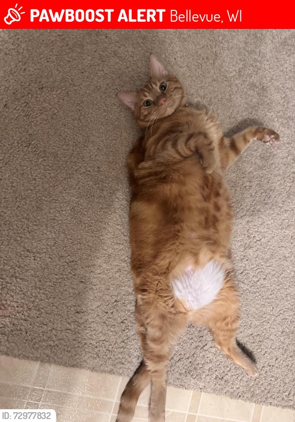 Lost Male Cat last seen Manitowoc Road, Bellevue, WI 54311