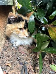 Reunited Unknown Cat last seen West georgia rd, Simpsonville, SC 29681