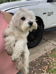 Reunited Male Dog last seen Near lake run lane Richmond TX 77407, Richmond, TX 77407