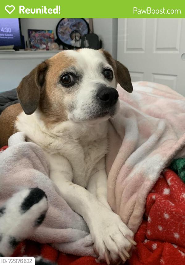 Reunited Male Dog last seen E120th&Holly, E120th&Fairfax st, Thornton, CO 80241