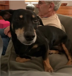 Reunited Male Dog last seen Leah Lomar Park 1325 Mulford Street Evanston, IL, Evanston, IL 60202
