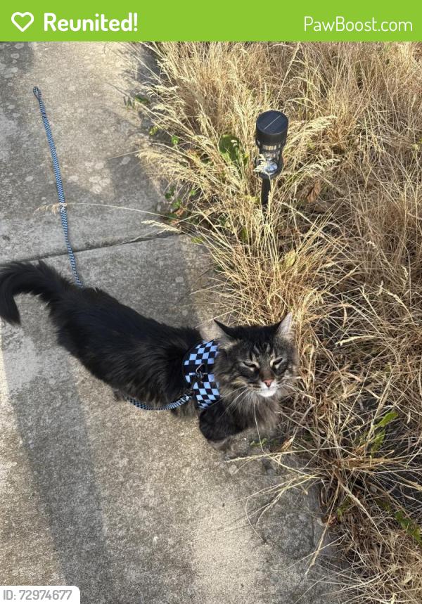 Reunited Male Cat last seen Near N Sawyer Ave, Chicago, IL 60647