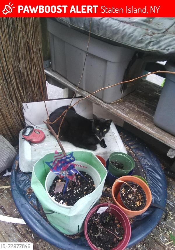 Lost Male Cat last seen Old St. Vincents on Castleton, Staten Island, NY 10301