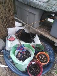 Lost Male Cat last seen Old St. Vincents on Castleton, Staten Island, NY 10301