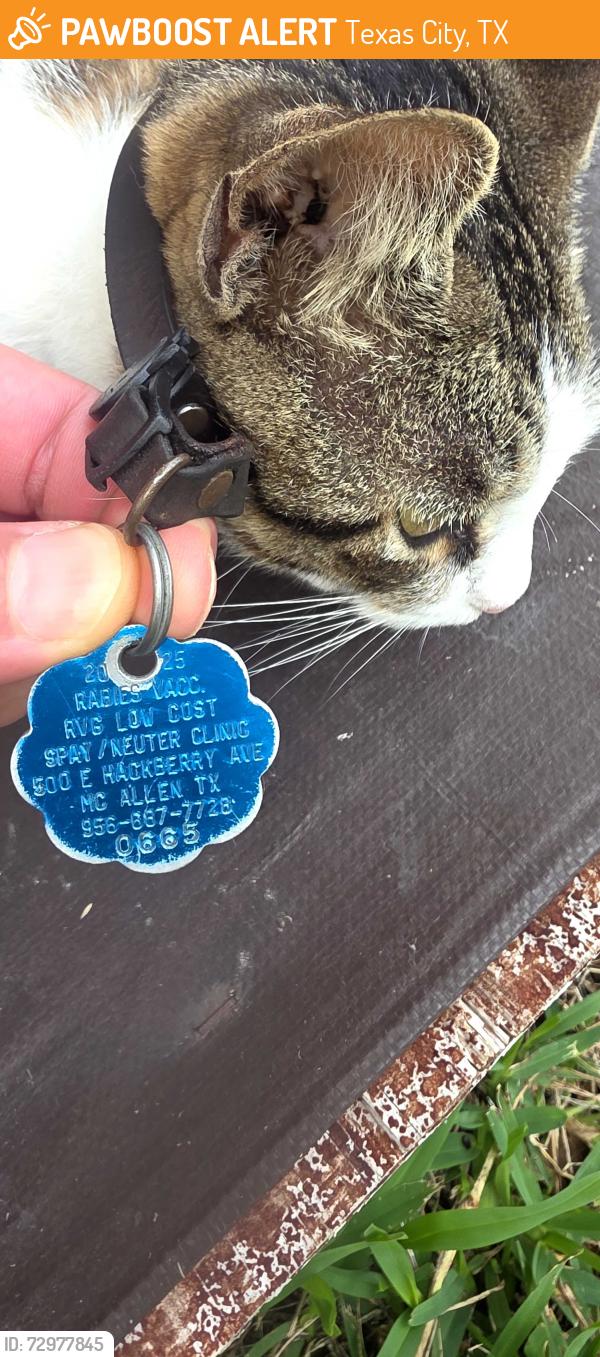 Found/Stray Female Cat last seen 14th Ave N and 2nd St in Texas City, Texas City, TX 77590