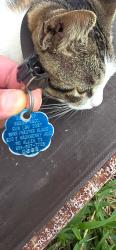 Found/Stray Female Cat last seen 14th Ave N and 2nd St in Texas City, Texas City, TX 77590