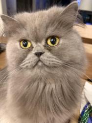 Lost Female Cat last seen Forest Grove and Country Club, Allen, TX 75002