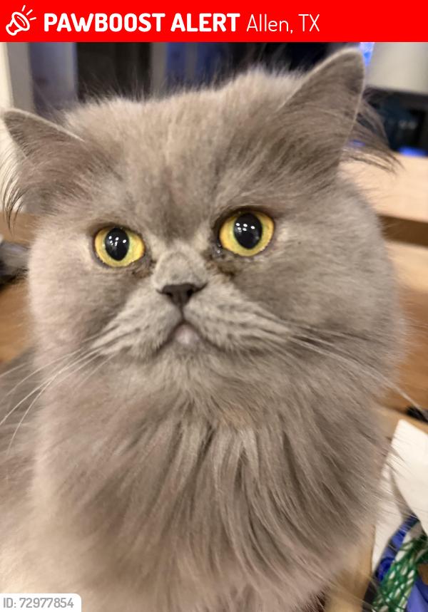Lost Female Cat last seen Forest Grove and Country Club, Allen, TX 75002