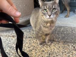Found/Stray Female Cat last seen Parkside apmts, Lowertown St. Paul, Saint Paul, MN 55101