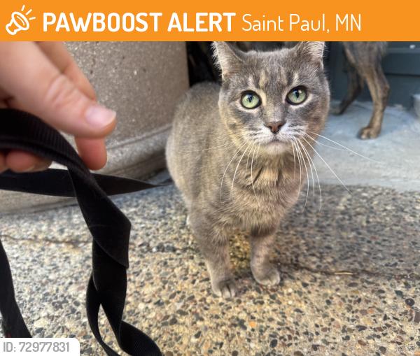 Found/Stray Female Cat last seen Parkside apmts, Lowertown St. Paul, Saint Paul, MN 55101