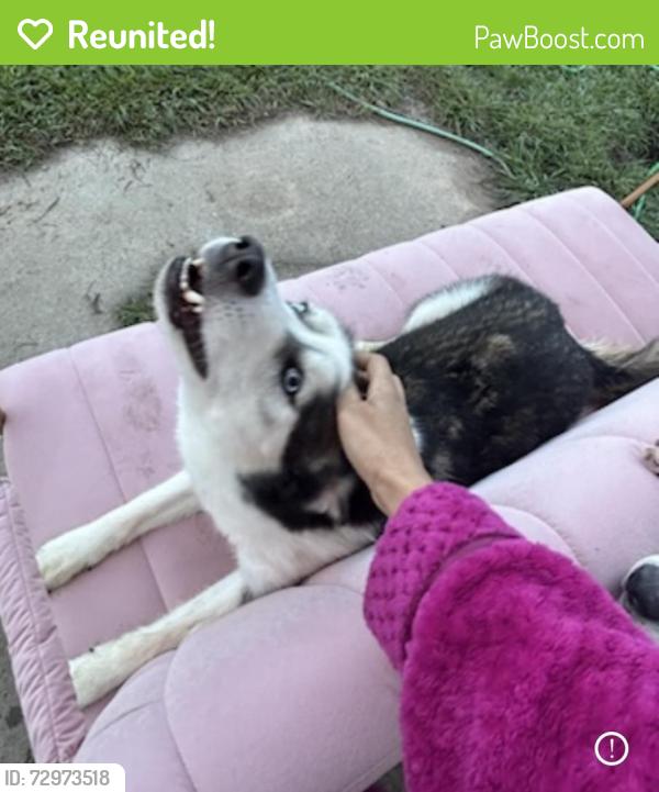 Reunited Male Dog last seen Near , Bammel Forest, TX 77068