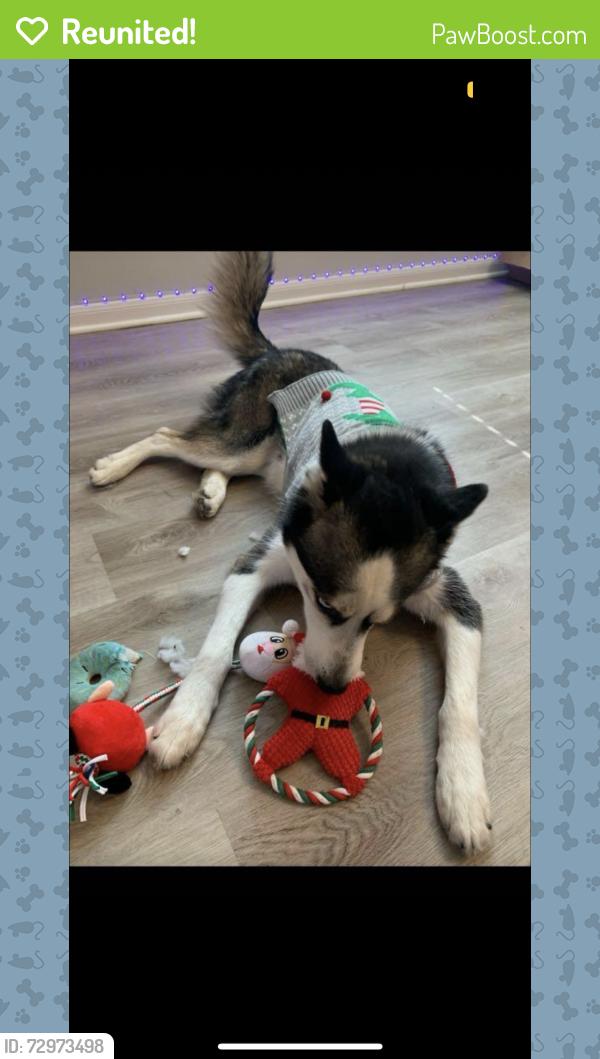 Reunited Male Dog last seen bammel forest , Bammel Forest, TX 77068