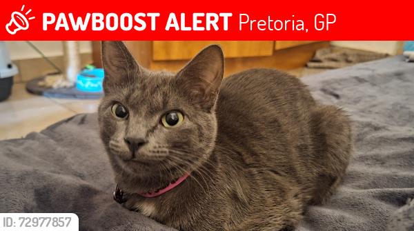 Lost Female Cat last seen Uitkyk meatmarket, Pretoria, GP 0127