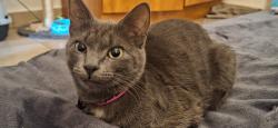 Lost Female Cat last seen Uitkyk meatmarket, Pretoria, GP 0127