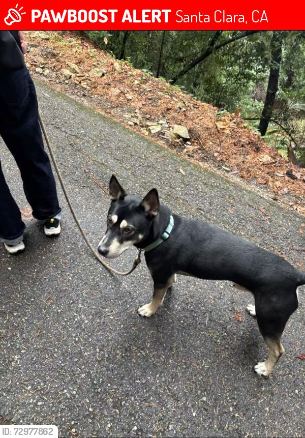 Lost Male Dog last seen Near Granada Avenue, Santa Clara, CA 95051