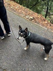Lost Male Dog last seen Near Granada Avenue, Santa Clara, CA 95051
