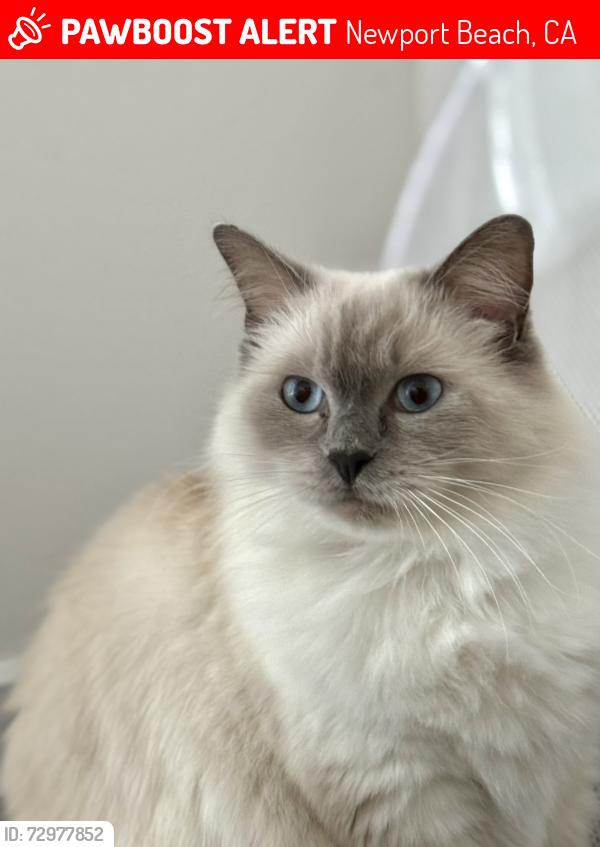 Lost Female Cat last seen Parkcrest, Newport Beach, CA 92657