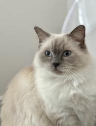 Lost Female Cat last seen Parkcrest, Newport Beach, CA 92657