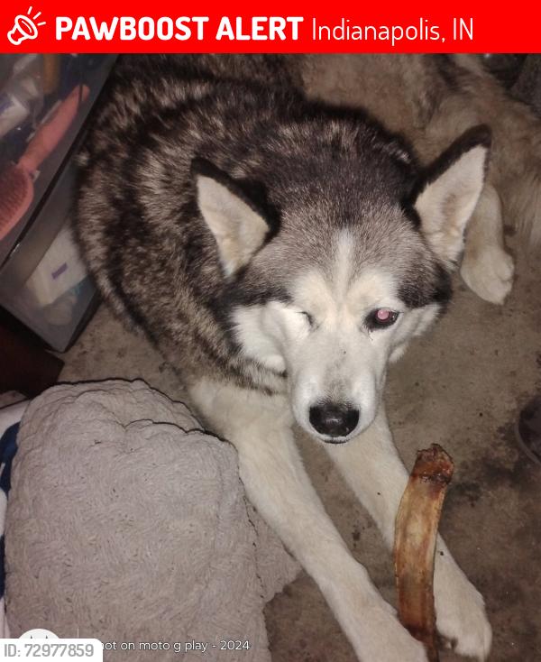 Lost Male Dog last seen tibbs ave, Indianapolis, IN 46221