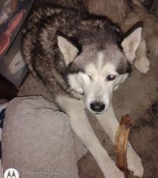 Lost Male Dog last seen tibbs ave, Indianapolis, IN 46221