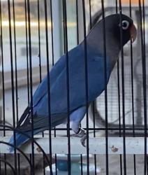 Lost Male Bird last seen Natick Ave/tupper, Los Angeles, CA 91343