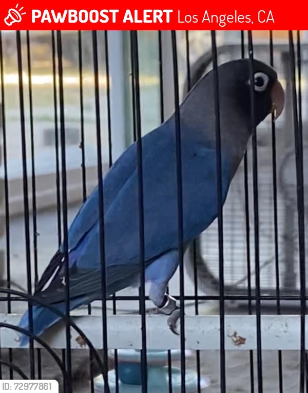 Lost Male Bird last seen Natick Ave/tupper, Los Angeles, CA 91343