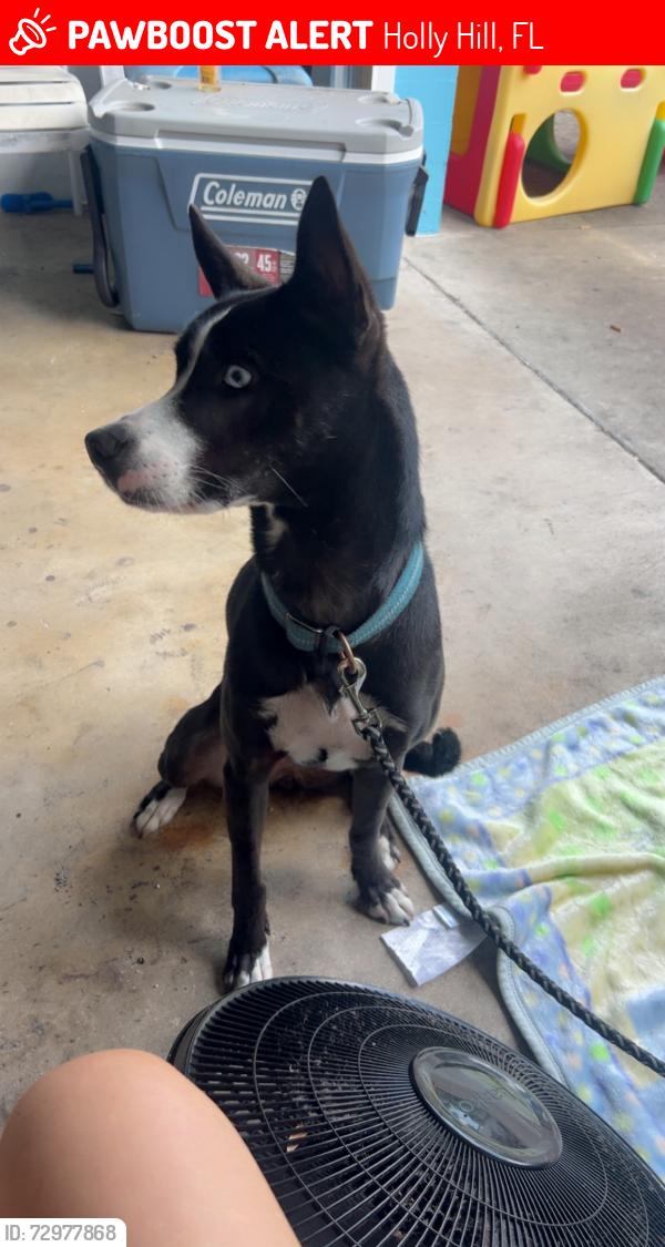 Lost Female Dog last seen Walker street close to Daytona avenue, Holly Hill, FL 32117