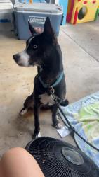 Lost Female Dog last seen Walker street close to Daytona avenue, Holly Hill, FL 32117