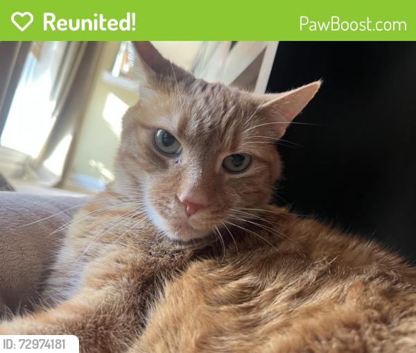 Reunited Male Cat last seen Near Highview Trail Pl Broadlands, Broadlands, VA 20148