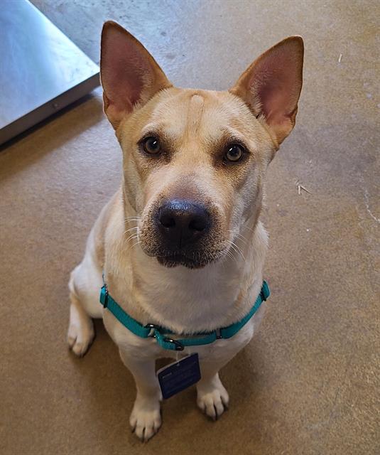 Shelter Stray Female Dog last seen JONES MALTSBERGER & 410, 4710 TX-151, San Antonio, TX 78227, USA
