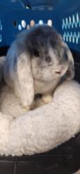 Shelter Stray Female Other last seen , 11361 W Pico Blvd, Los Angeles, CA 90064, USA