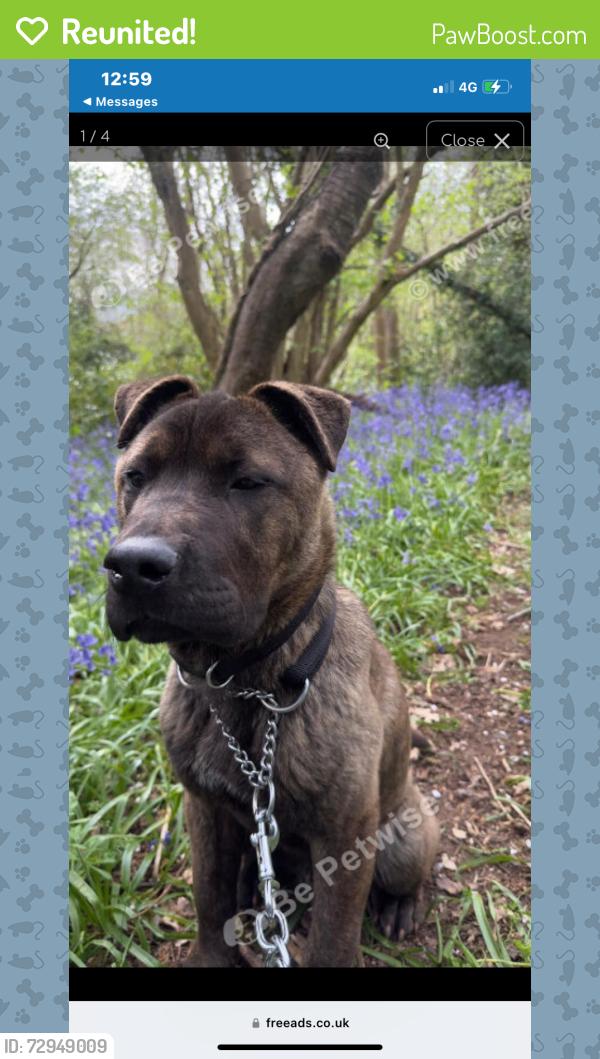 Reunited Male Dog last seen Or Mitcham Road , Greater London, England CR0 3TF
