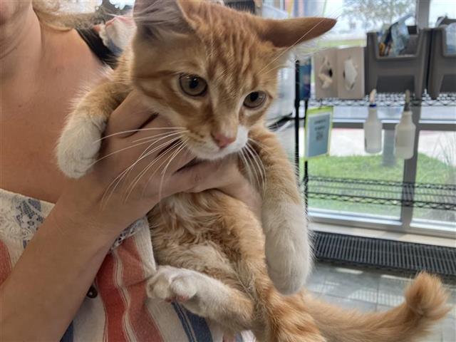 Shelter Stray Male Cat last seen BLOCK OF 4900 MUDDY BAY, 4710 TX-151, San Antonio, TX 78227, USA