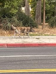 Found/Stray Unknown Dog last seen Avalon and 51st street south park, Los Angeles, CA 90011