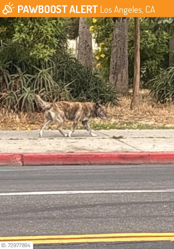 Found/Stray Unknown Dog last seen Avalon and 51st street south park, Los Angeles, CA 90011
