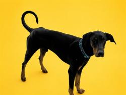 Shelter Stray Male Dog last seen Near BLOCK SW 107 AVE, 3599 NW 79th Ave, Doral, FL 33122, USA