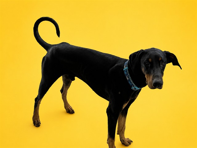 Shelter Stray Male Dog last seen Near BLOCK SW 107 AVE, 3599 NW 79th Ave, Doral, FL 33122, USA