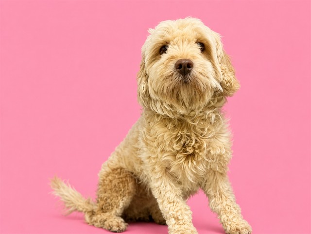 Shelter Stray Female Dog last seen Near BLOCK AVE PLAMETTO, 3599 NW 79th Ave, Doral, FL 33122, USA