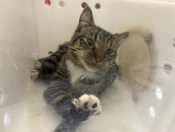 Shelter Stray Male Cat last seen Near BLOCK N SIDNEY PL, 3839 W Burnham St, West Milwaukee, WI 53215, USA
