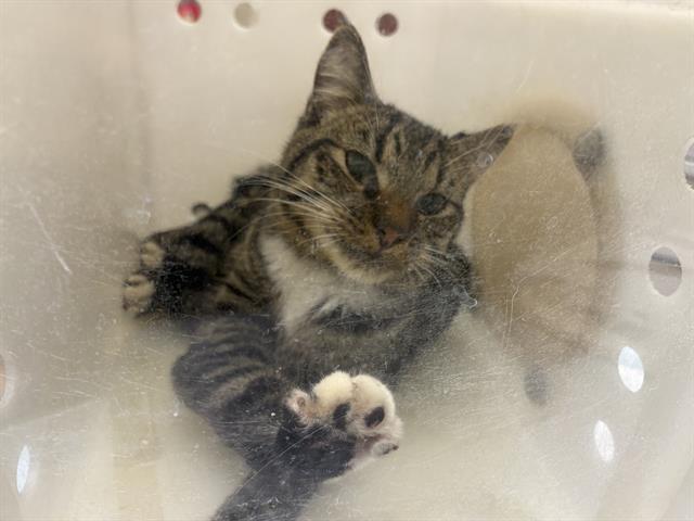 Shelter Stray Male Cat last seen Near BLOCK N SIDNEY PL, 3839 W Burnham St, West Milwaukee, WI 53215, USA