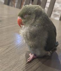 Lost Unknown Bird last seen Folly Point Drive, Sans Souci Drive, Sydney Harbour, TX 77429