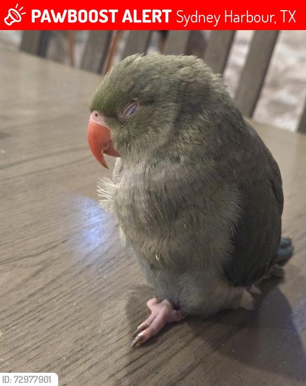 Lost Unknown Bird last seen Folly Point Drive, Sans Souci Drive, Sydney Harbour, TX 77429