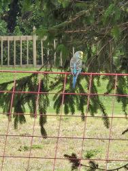 Found/Stray Unknown Bird last seen By our feeder, Mundelein, IL 60060