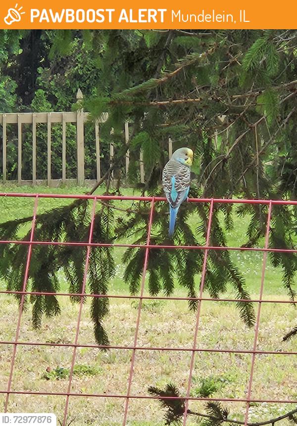 Found/Stray Unknown Bird last seen By our feeder, Mundelein, IL 60060