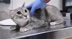 Shelter Stray Female Cat last seen Near SHOSHONE DR, RENO NV 89512, 2825 Longley Ln Suite A, Reno, NV 89502, USA